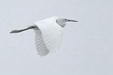 Flying Egret In Fog_33454